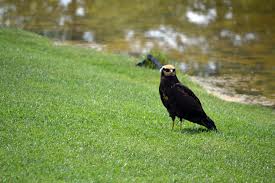 Halcones como estos podrían evitar ataques de pájaros a viñedos