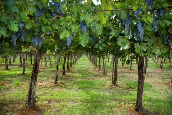 Viña Corta Hojas, Chilean wines