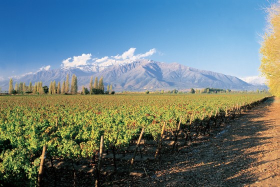 Viñedo en la zona Central de Chile