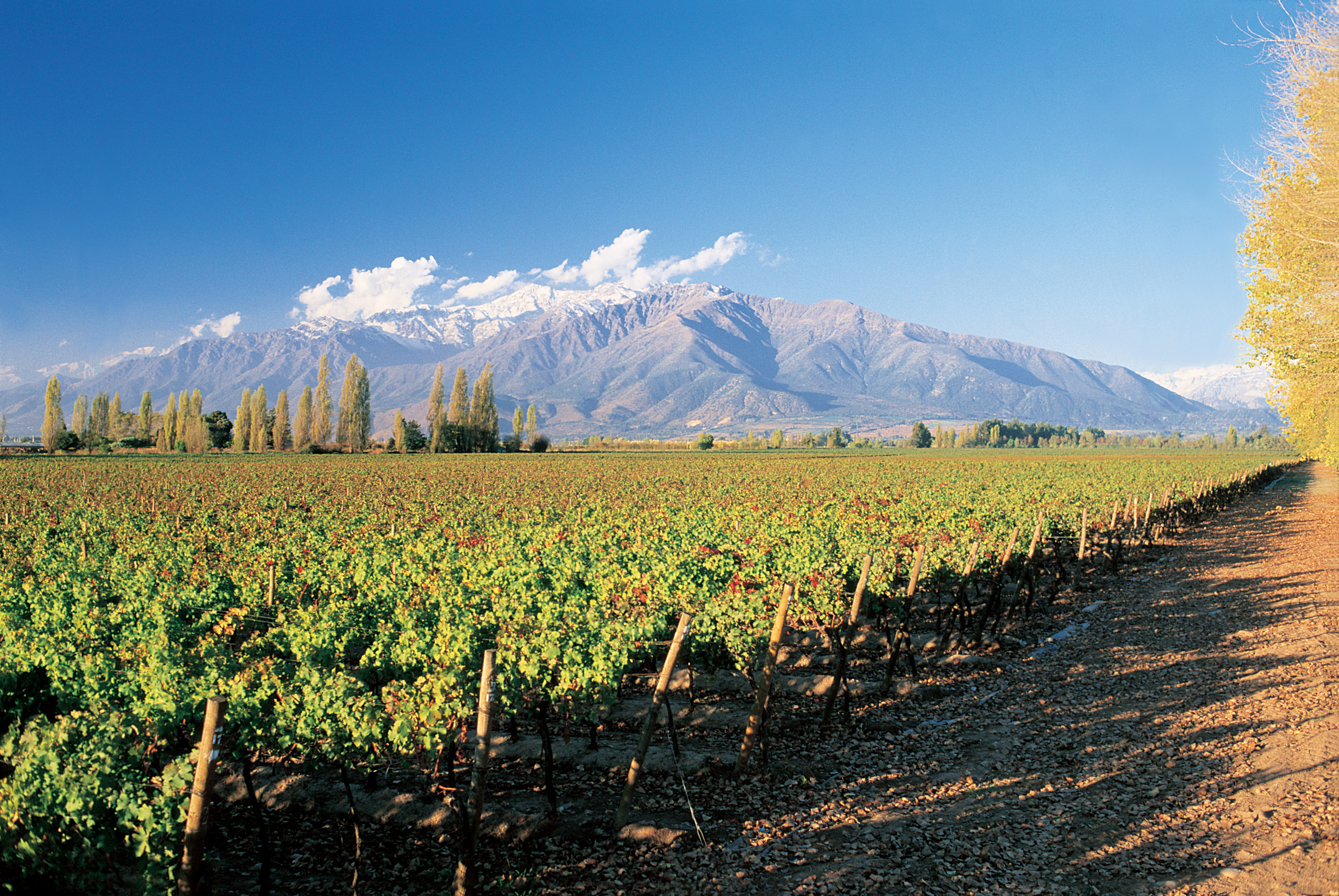 Viñedo en la zona Central de Chile